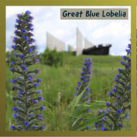 Great Blue Lobelia